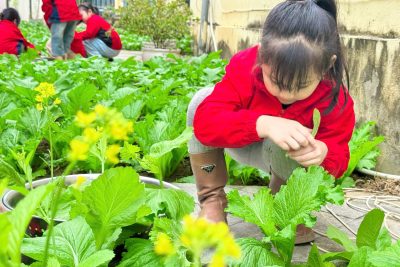 Chăm sóc vườn rau xanh cùng các bạn nhỏ trường Mầm non Đông Thành